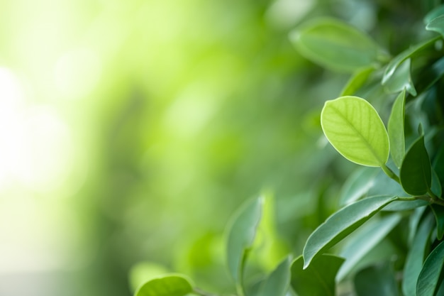 郁金香的花是没有价值的？
